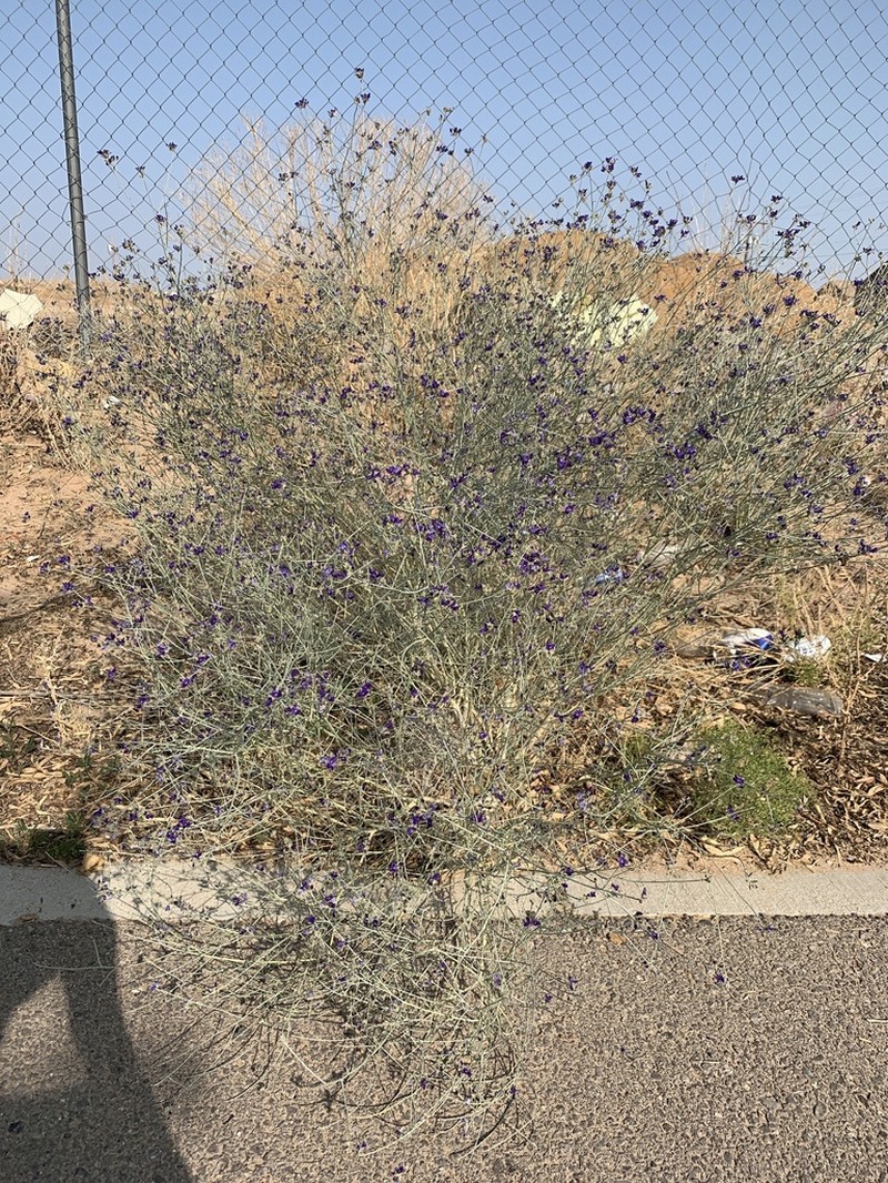 Broom Dalea photo 3