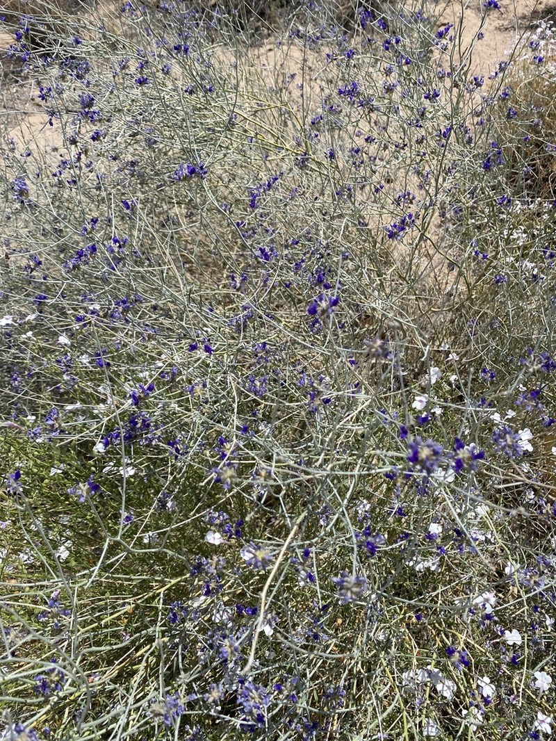Broom Dalea photo 4