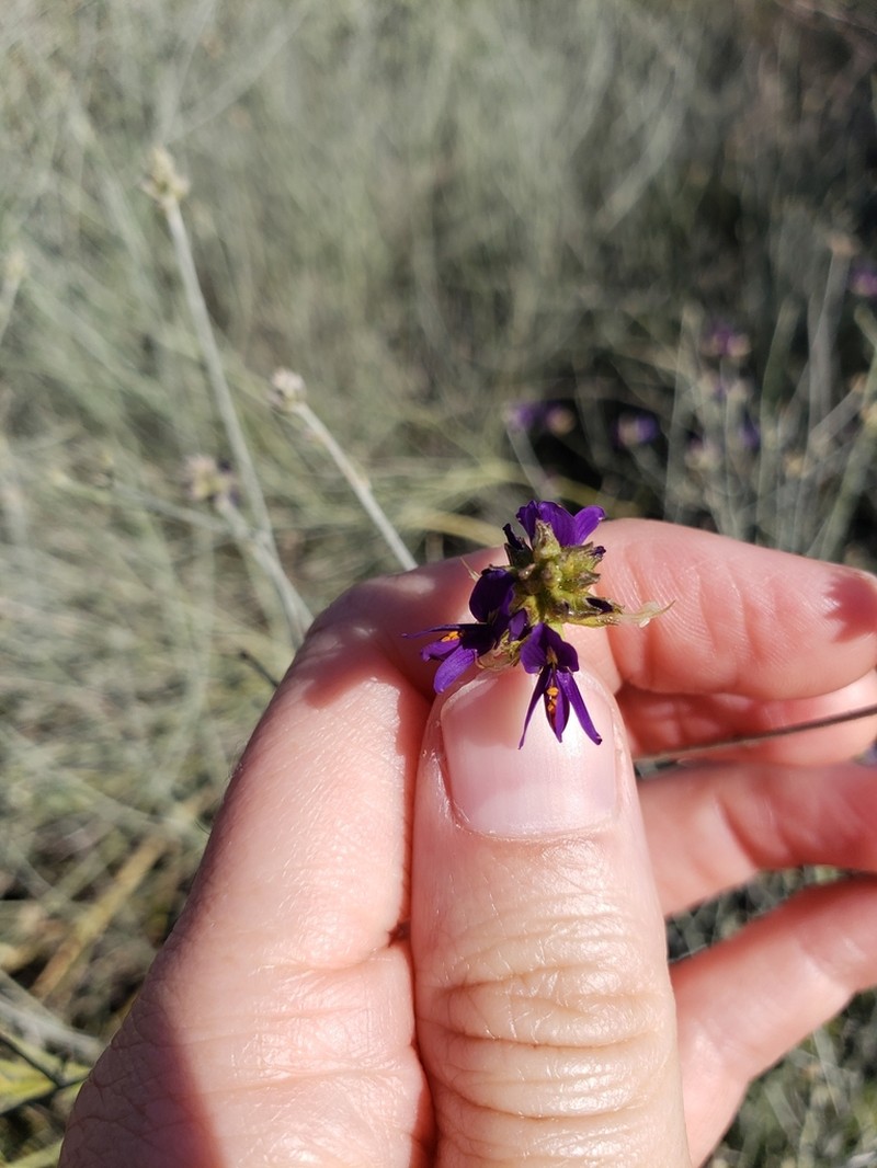Broom Dalea photo 5