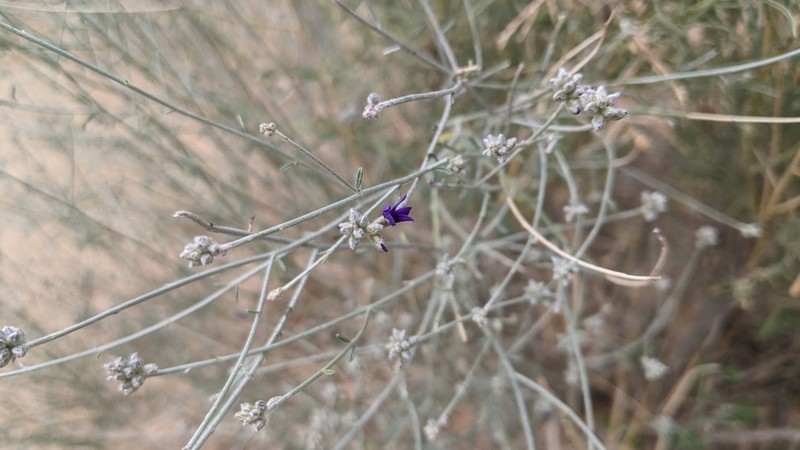 Broom Dalea photo 6