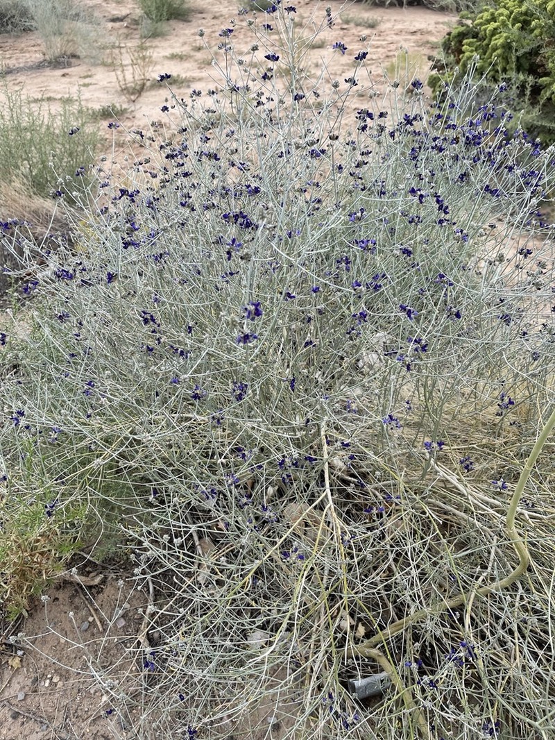 Broom Dalea photo 7