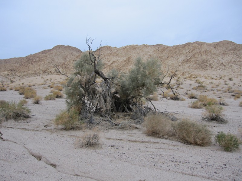 Smoketree photo 4