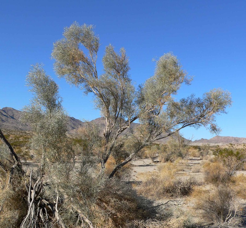 Smoketree photo 5
