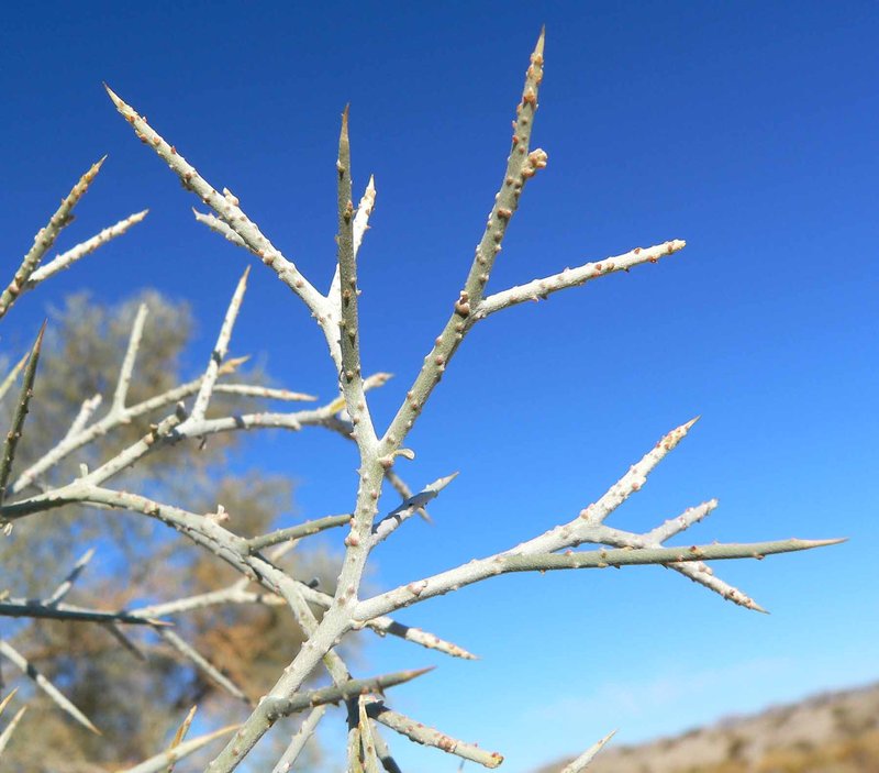 Smoketree photo 6