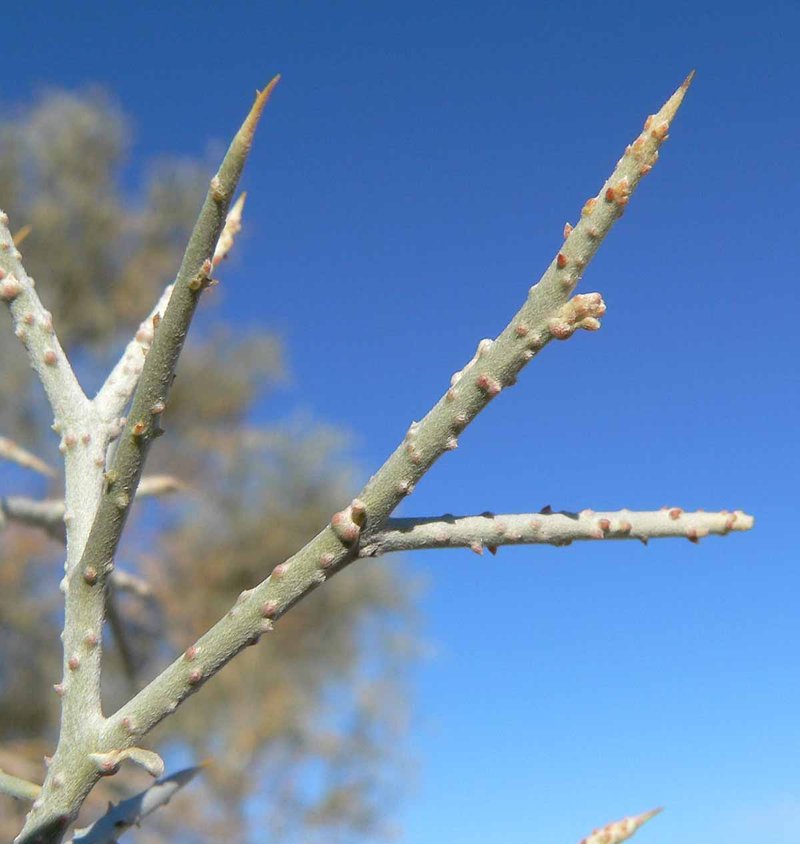 Smoketree photo 7