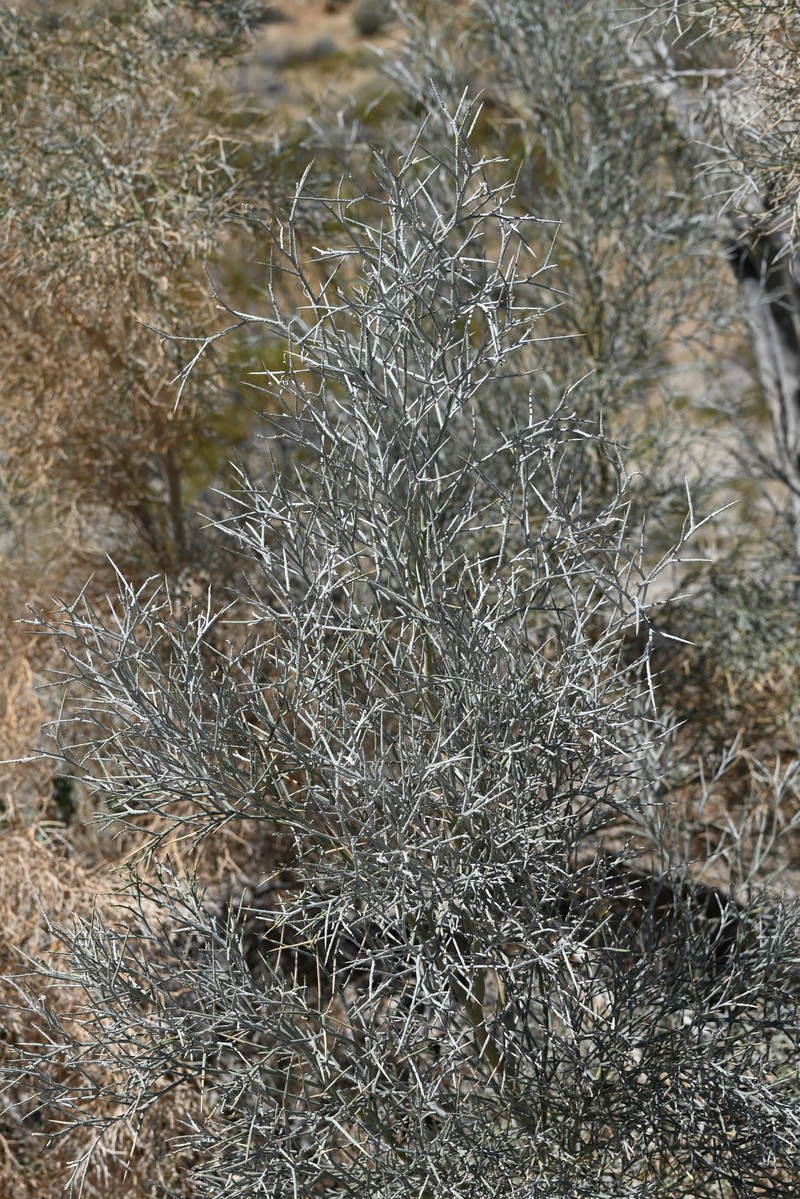 Smoketree photo 2