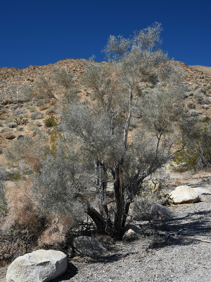 Smoketree photo 3