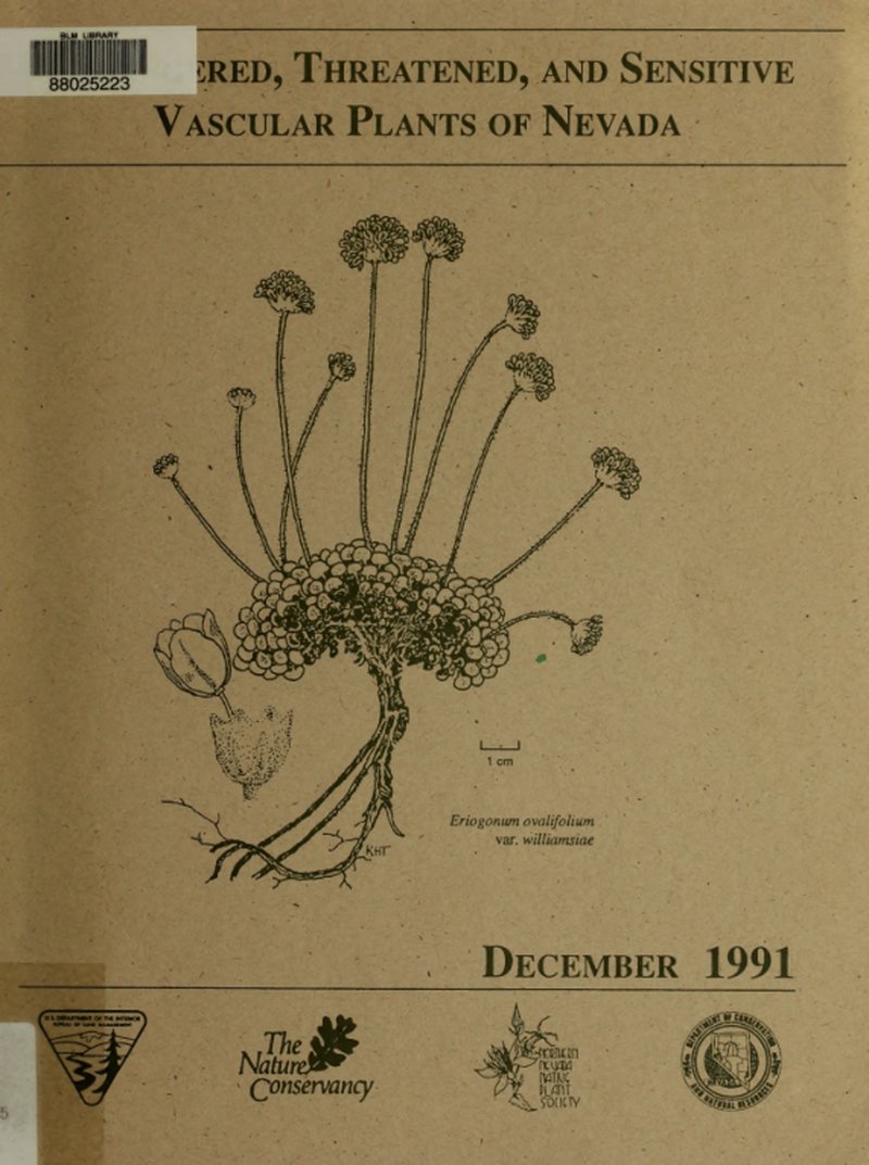 Thompson's Dalea
