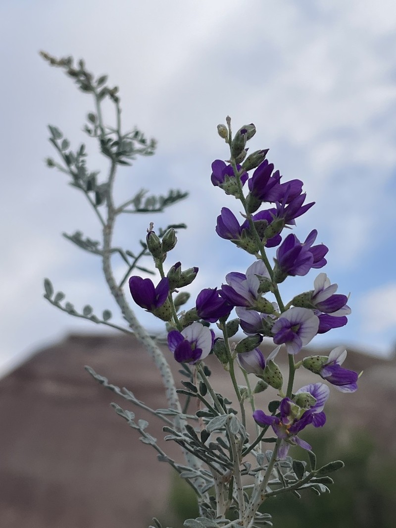 Thompson's Dalea