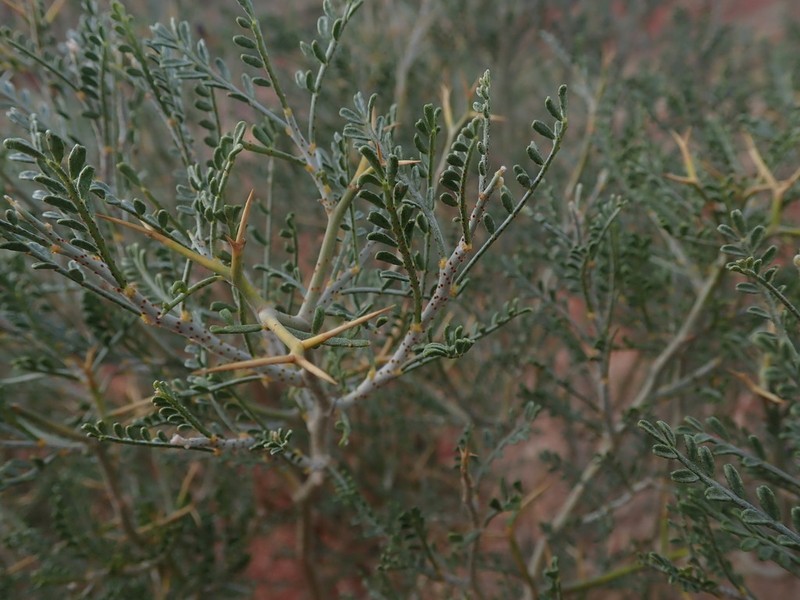 Thompson's Dalea photo 2