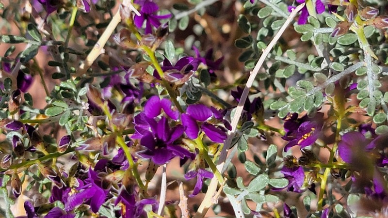 Thompson's Dalea photo 3