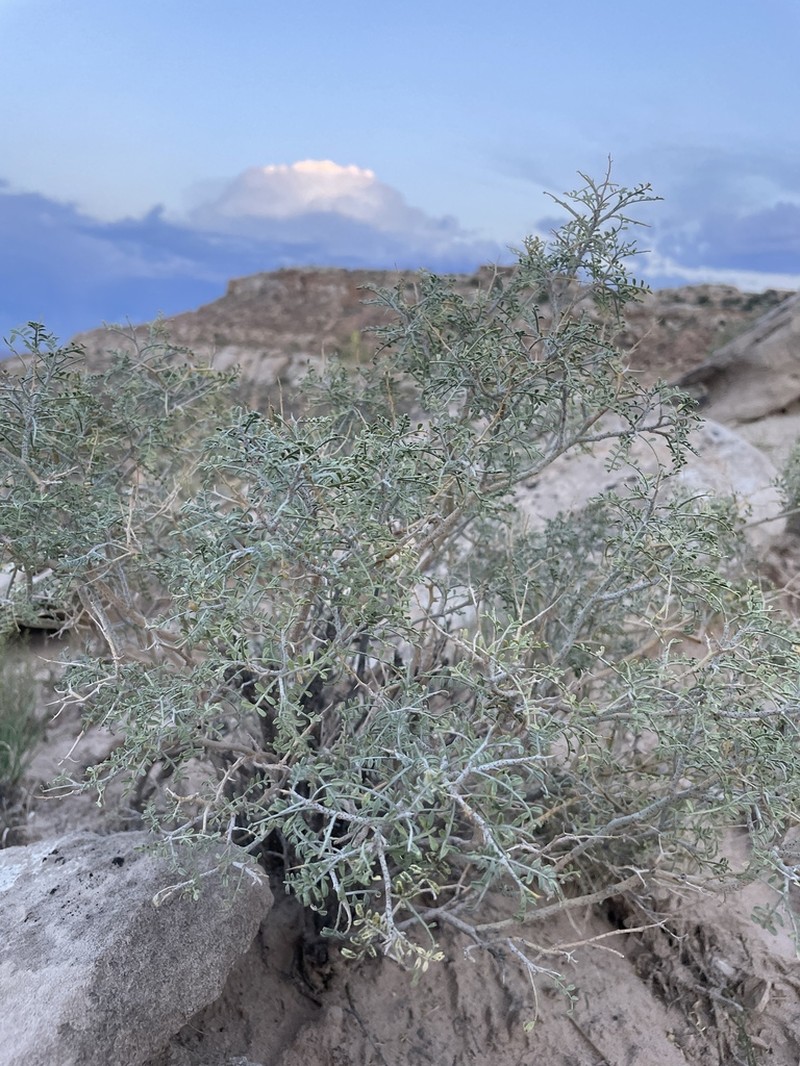 Thompson's Dalea photo 4