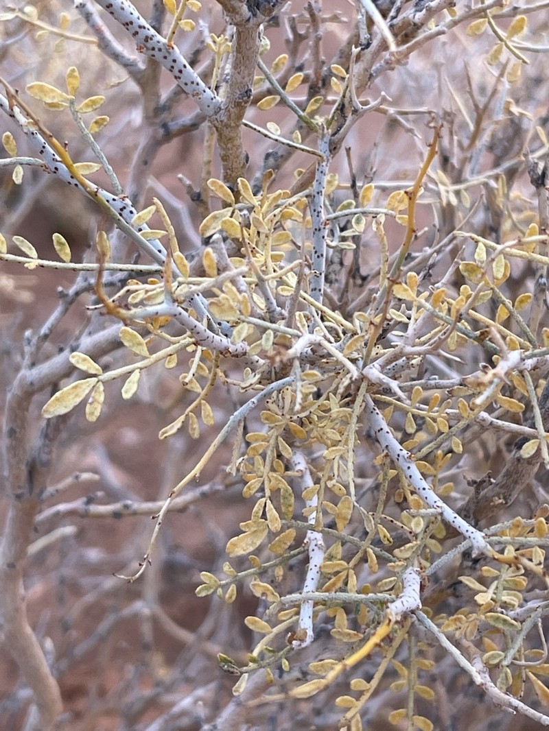 Thompson's Dalea photo 5