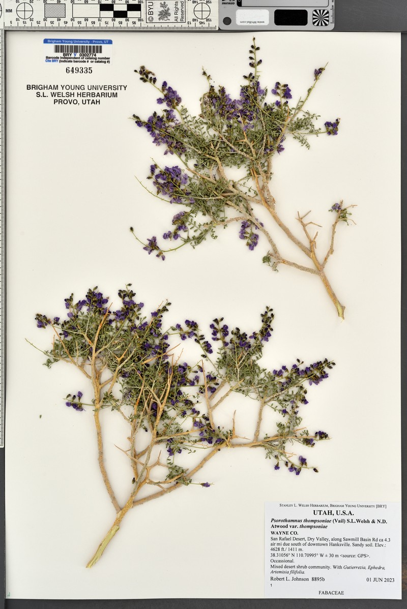 Psorothamnus thompsoniae var. thompsoniae