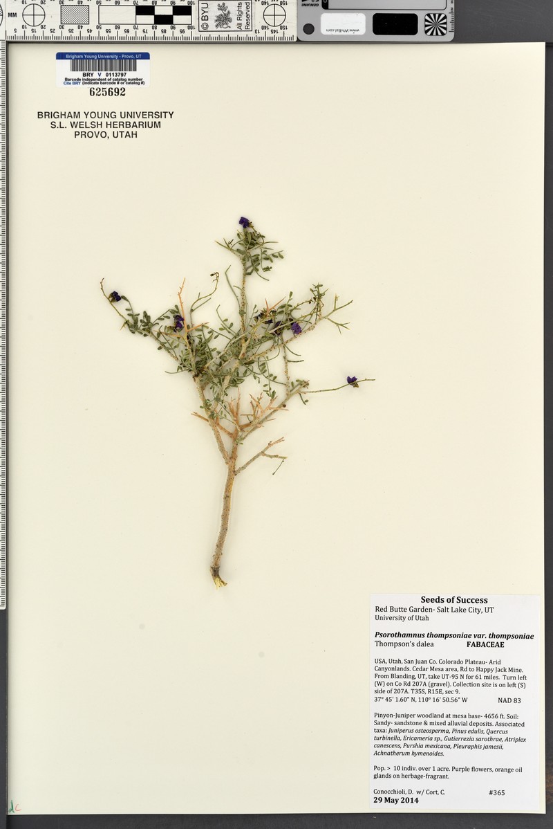 Psorothamnus thompsoniae var. thompsoniae photo 2