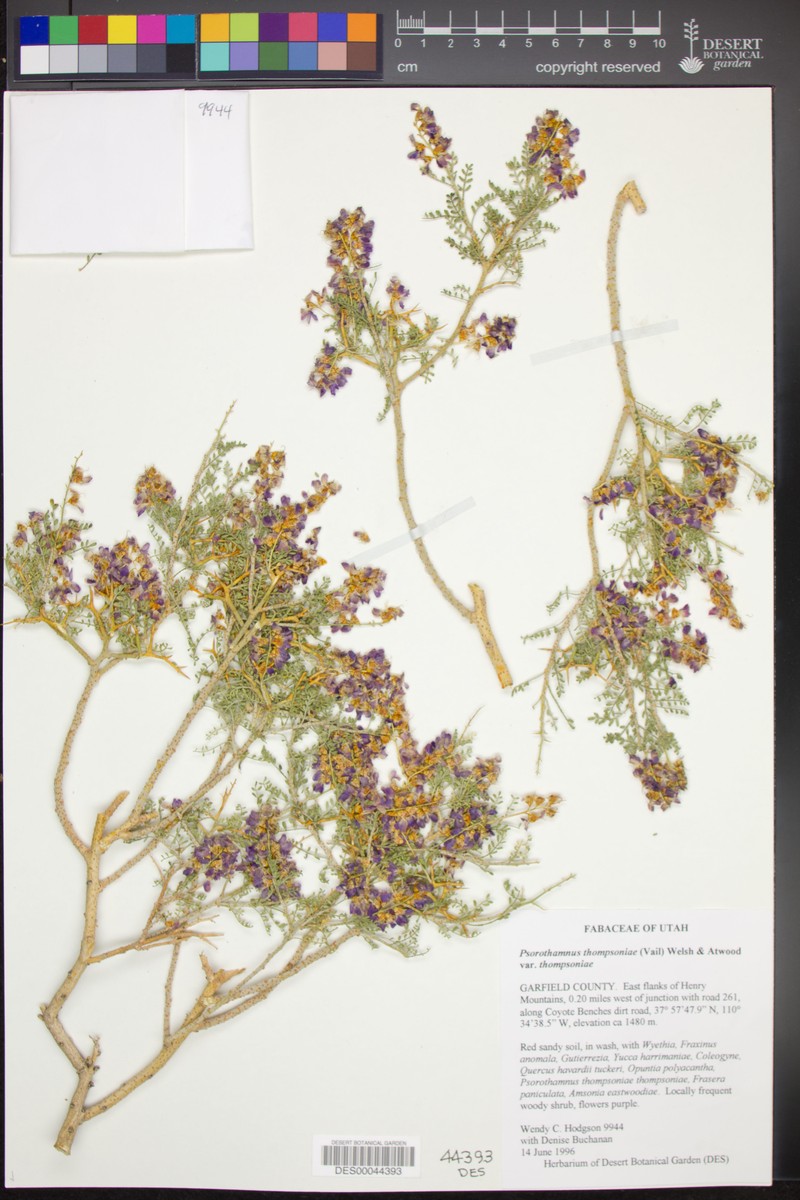 Psorothamnus thompsoniae var. thompsoniae photo 3