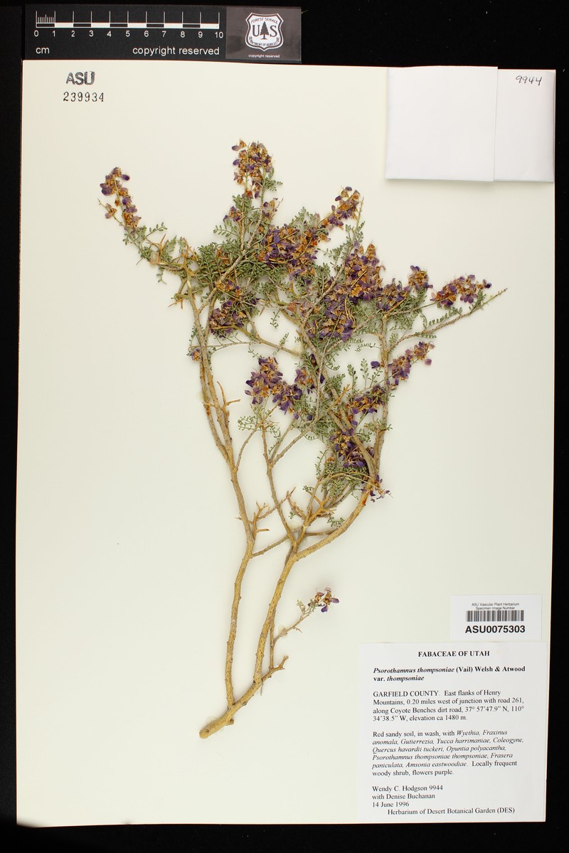 Psorothamnus thompsoniae var. thompsoniae photo 4