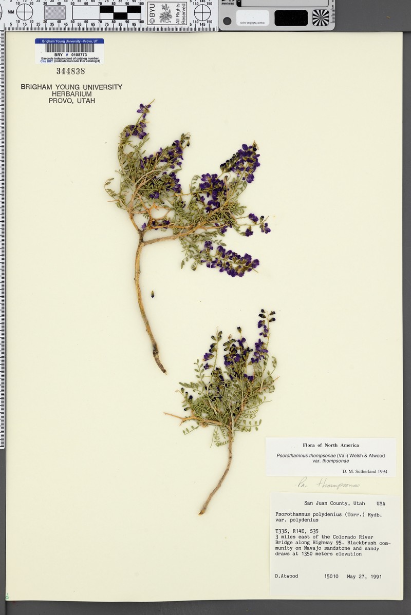 Psorothamnus thompsoniae var. thompsoniae photo 5
