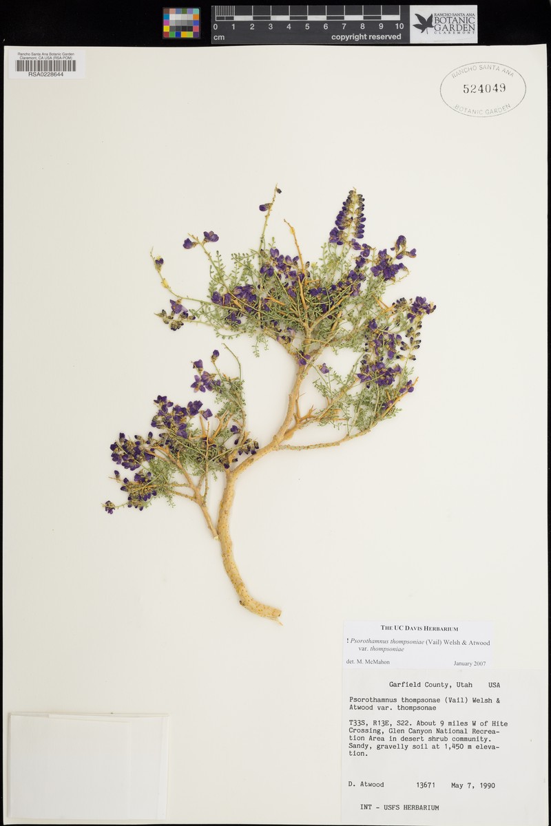 Psorothamnus thompsoniae var. thompsoniae photo 6