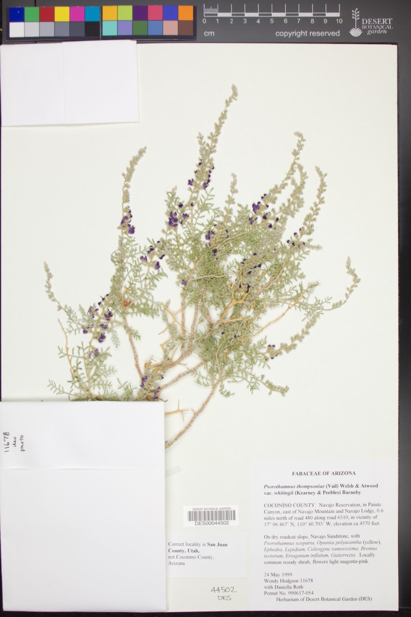 Psorothamnus thompsoniae var. whitingii