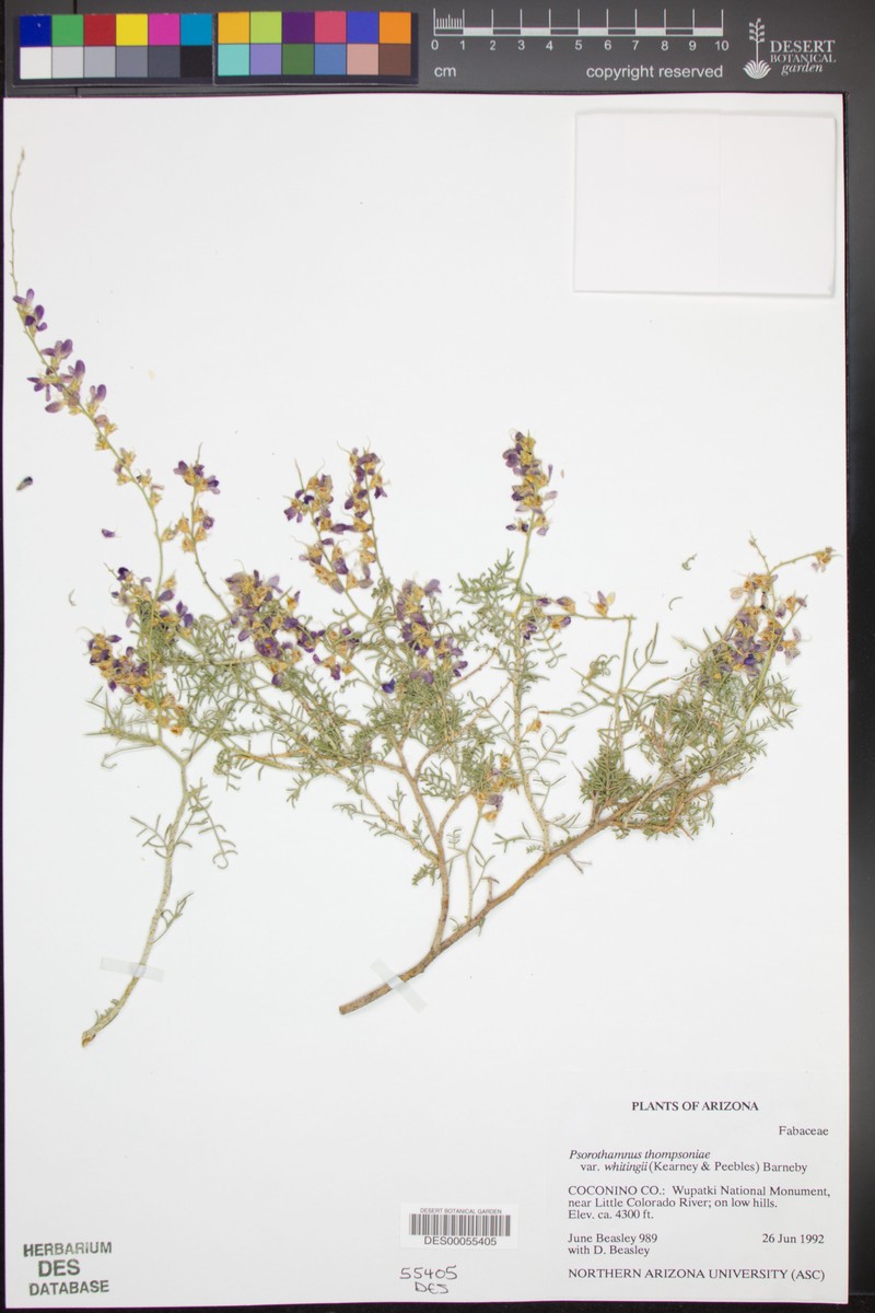 Psorothamnus thompsoniae var. whitingii photo 2