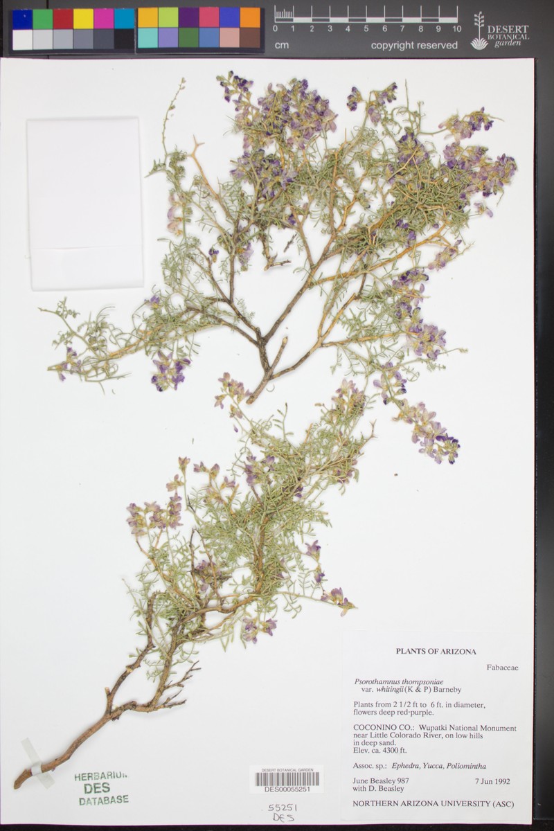 Psorothamnus thompsoniae var. whitingii photo 3