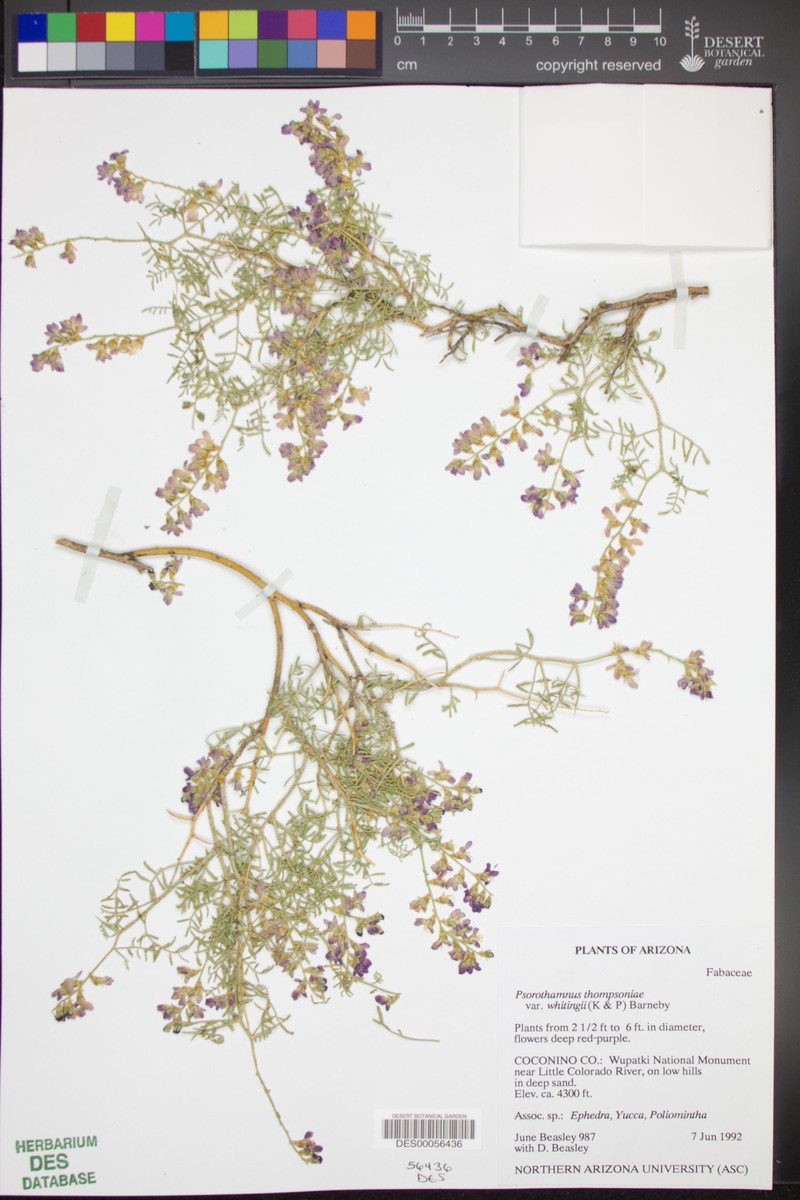 Psorothamnus thompsoniae var. whitingii photo 4