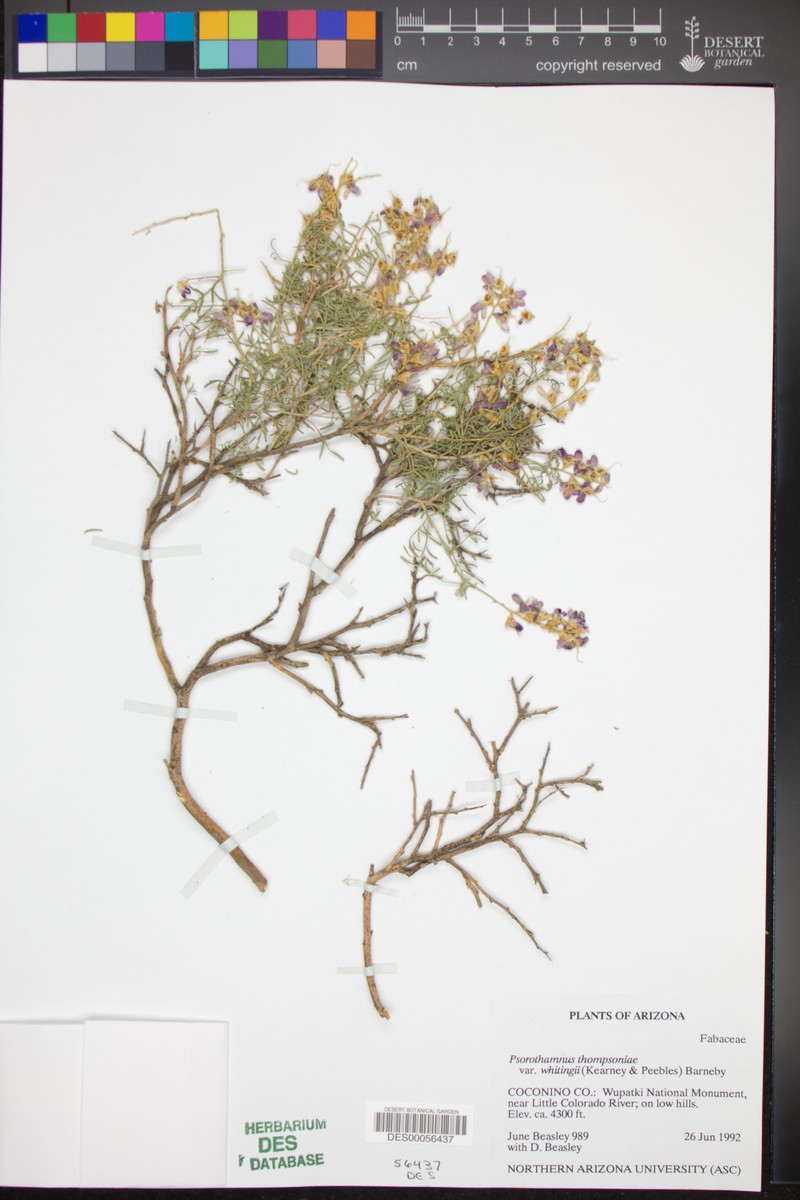 Psorothamnus thompsoniae var. whitingii photo 5