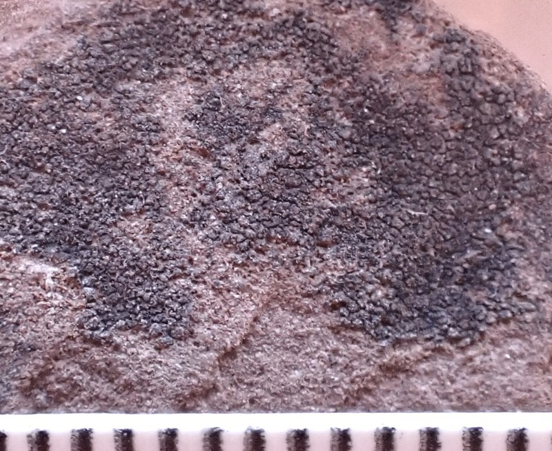 Hasse's Psorotichia Lichen
