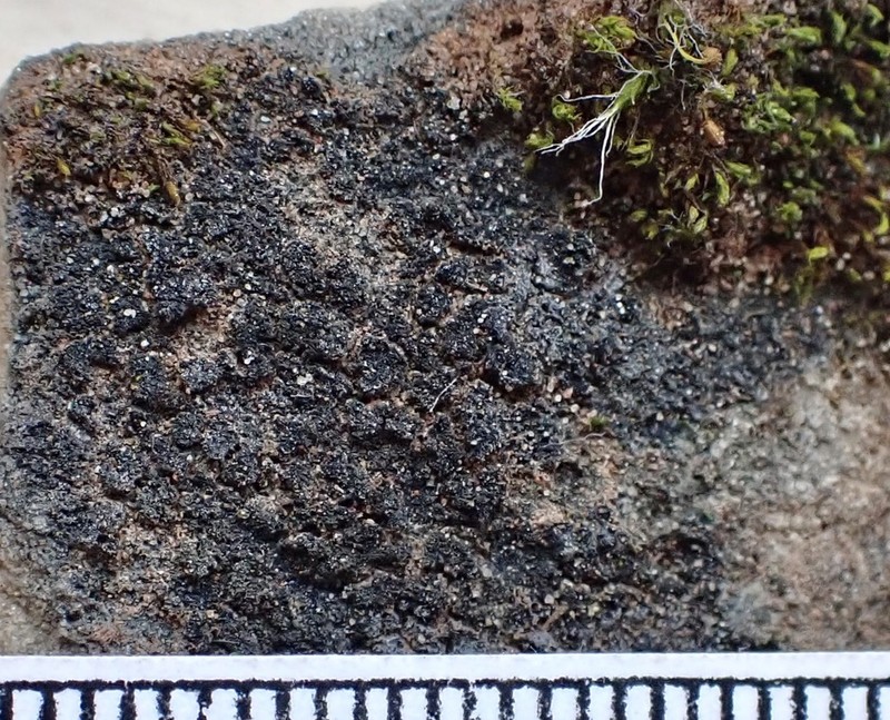 Hasse's Psorotichia Lichen photo 2