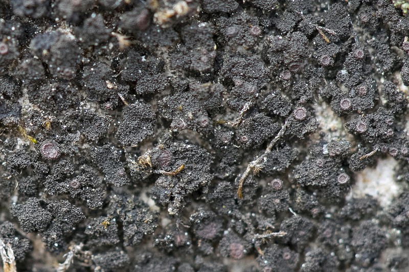 Schaerer's Psorotichia Lichen