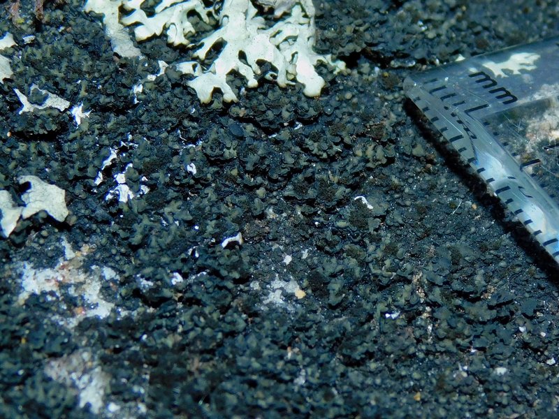 Psorula Lichen