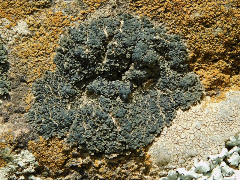 Psorula Lichen