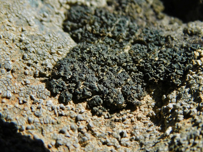 Psorula Lichen photo 2