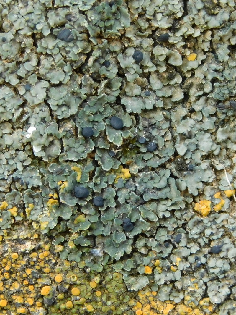 Psorula Lichen photo 3