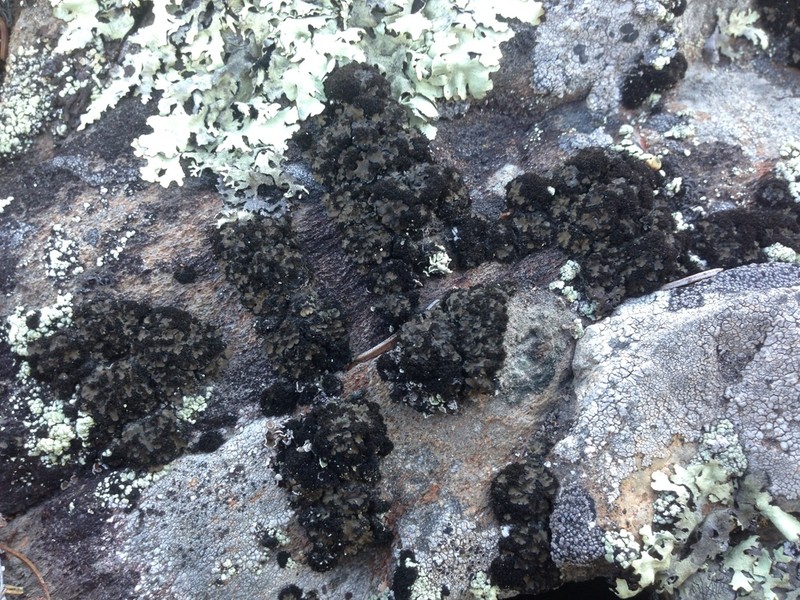 Psorula Lichen photo 4