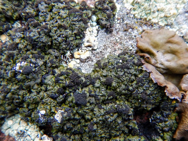 Psorula Lichen photo 5