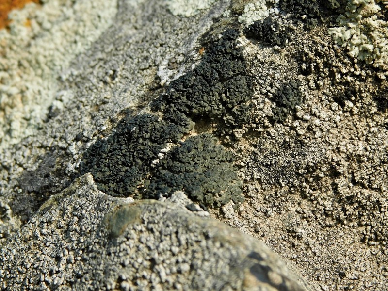 Psorula Lichen photo 6
