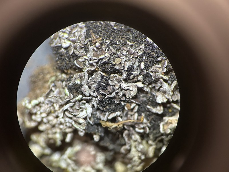 Psorula Lichen photo 7