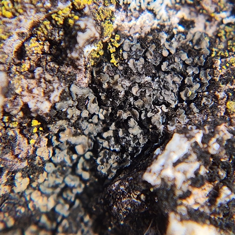 Psorula Lichen photo 8