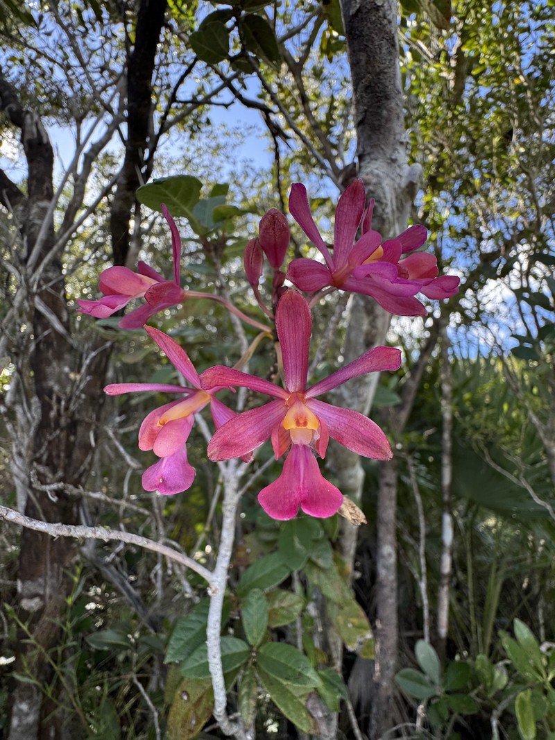 Peacock Orchid