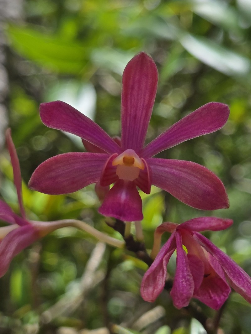 Peacock Orchid photo 2