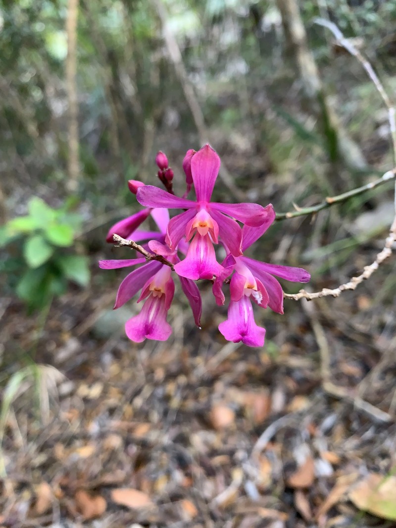 Peacock Orchid photo 3
