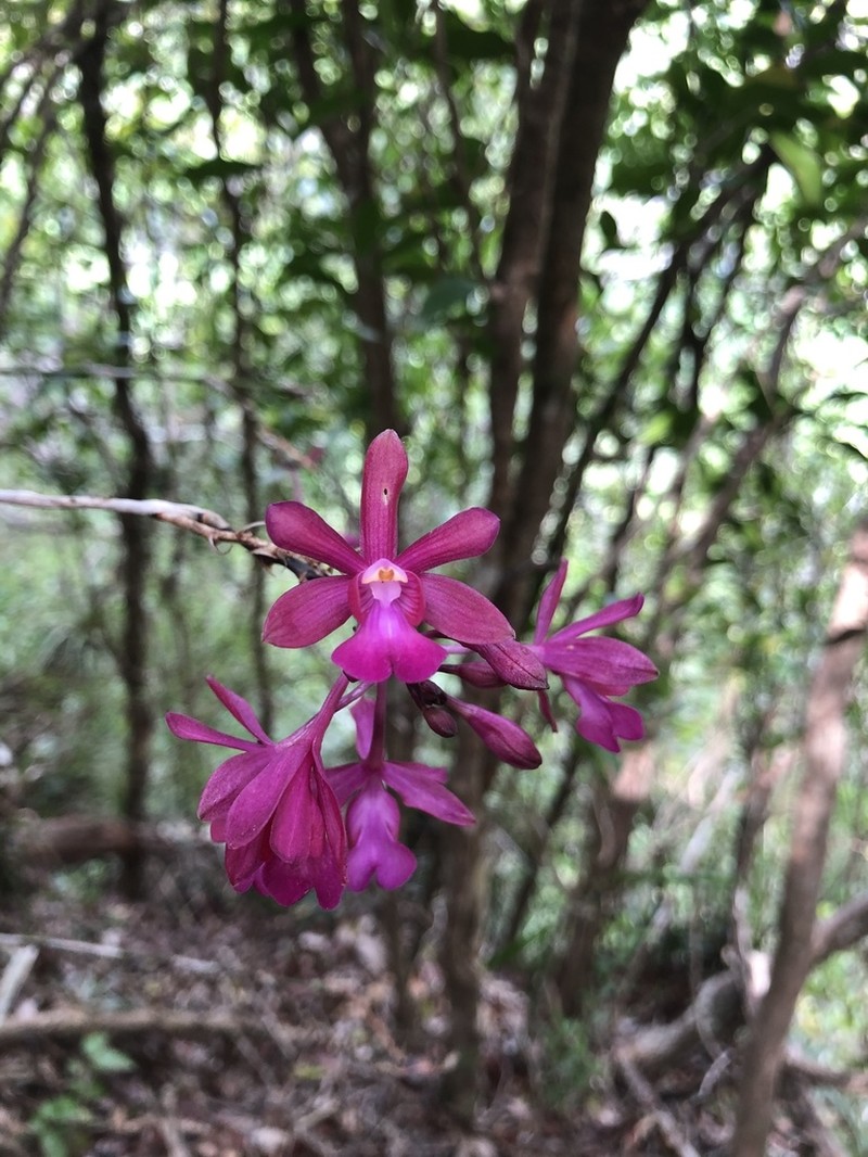 Kraenzlin's Peacock Orchid