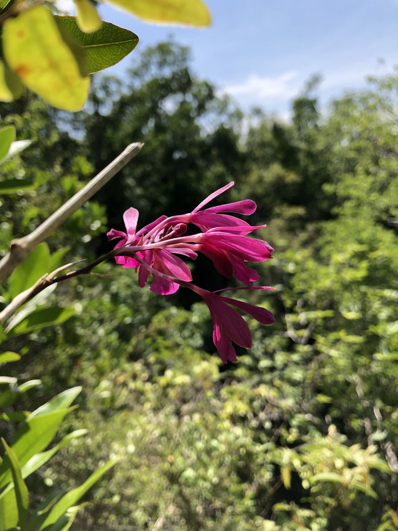 Kraenzlin's Peacock Orchid photo 2
