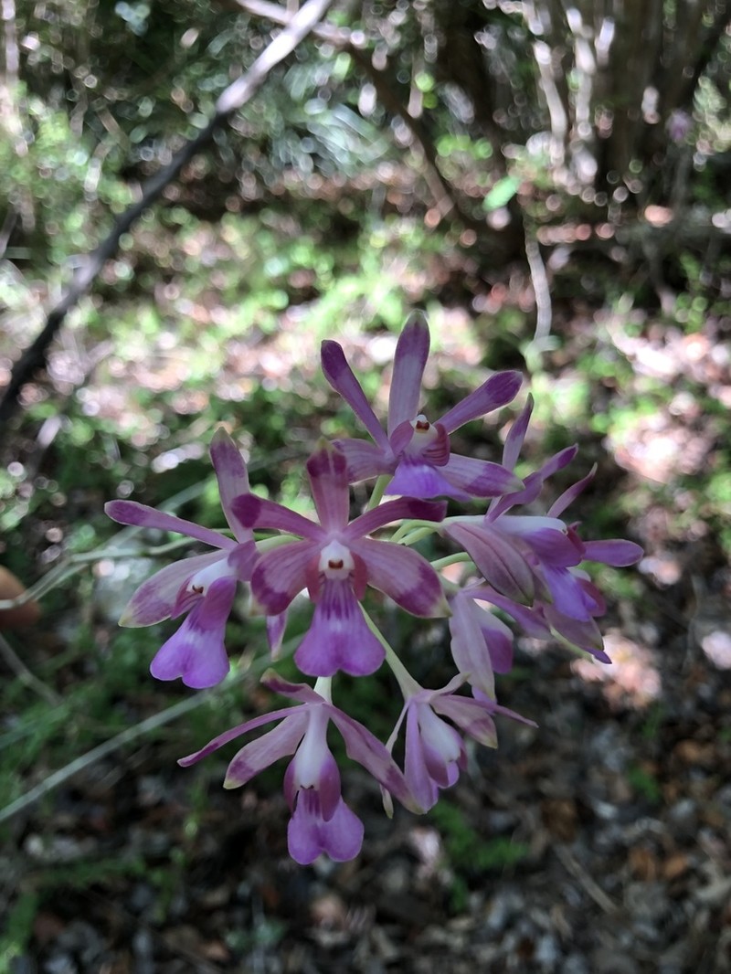 Kraenzlin's Peacock Orchid photo 3