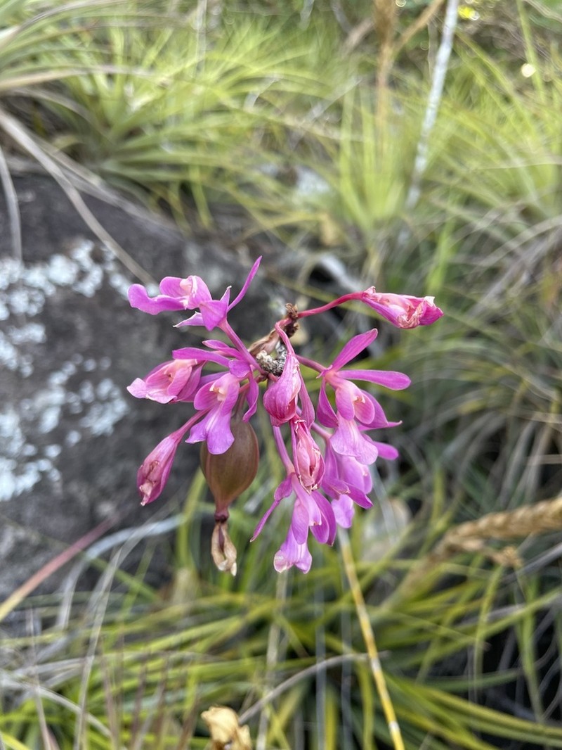 Kraenzlin's Peacock Orchid photo 4