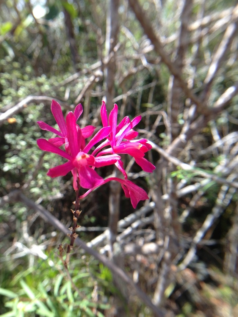 Kraenzlin's Peacock Orchid photo 5