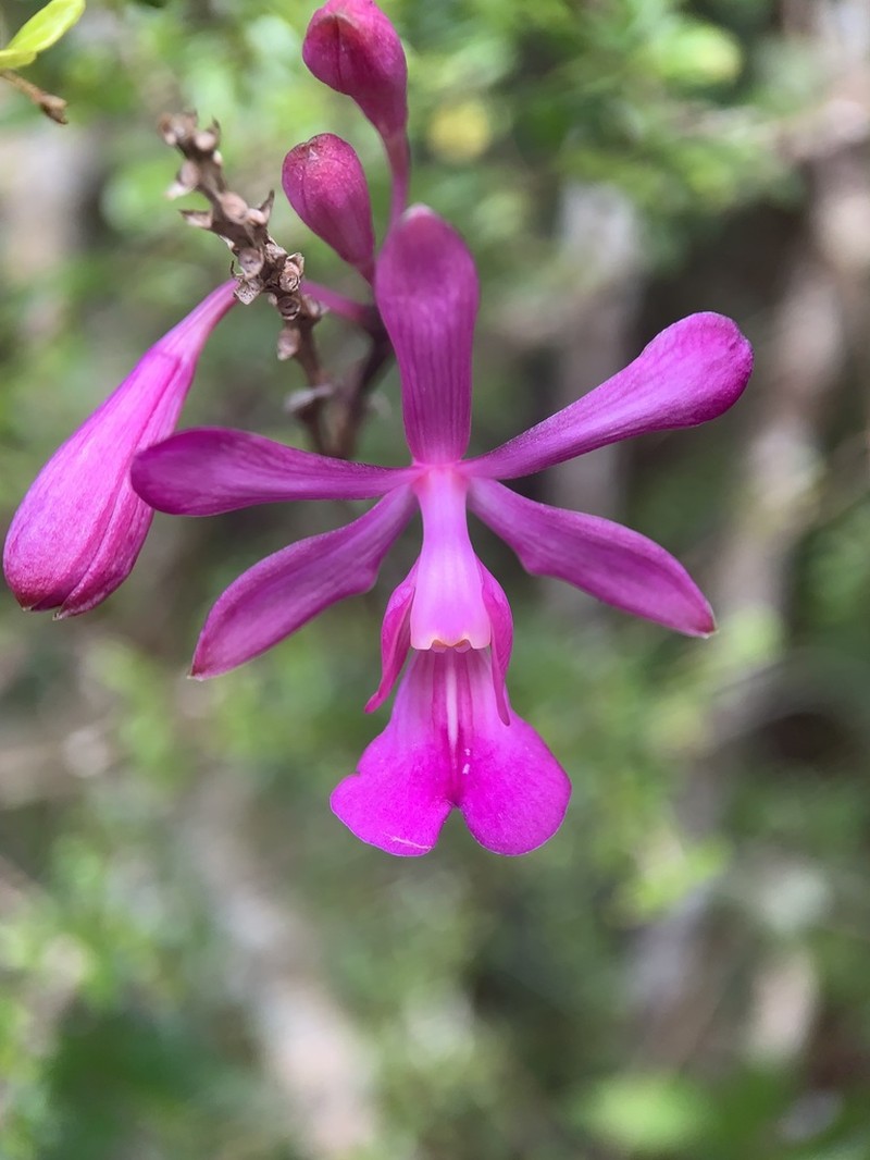 Kraenzlin's Peacock Orchid photo 6