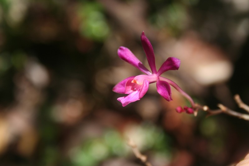 Kraenzlin's Peacock Orchid photo 7